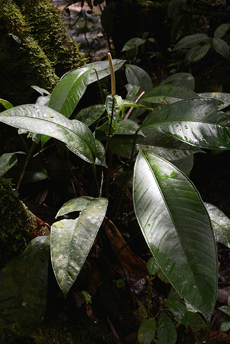 Anthurium apaporanum