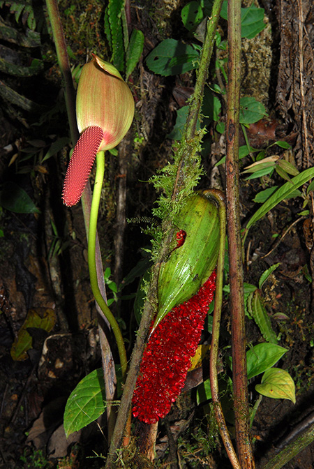 Anthurium aspericostum