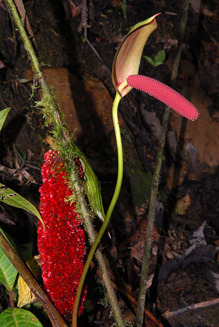 Anthurium aspericostum