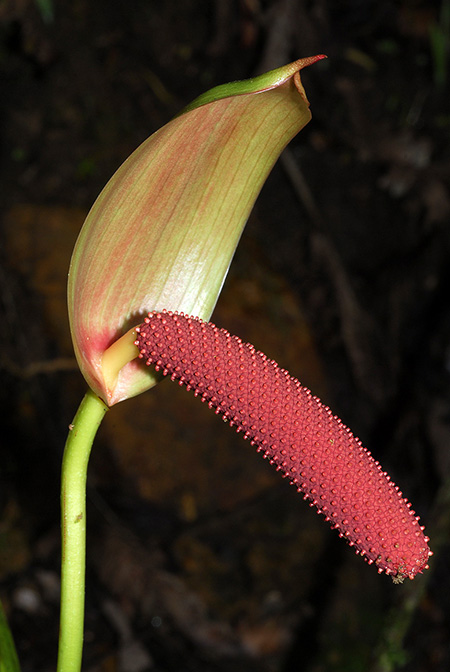 Anthurium aspericostum