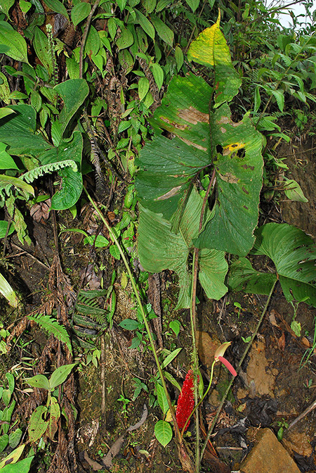 Anthurium aspericostum