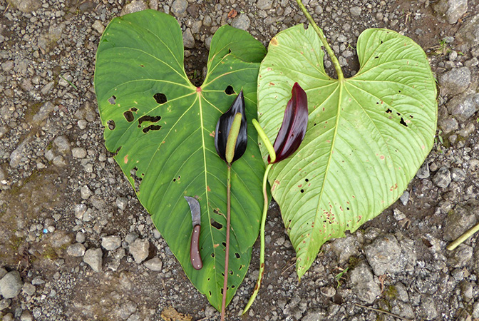 Anthurium atramentarium