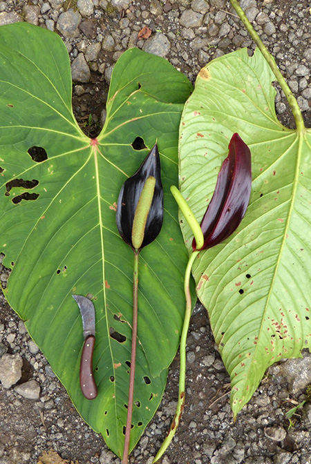 Anthurium atramentarium