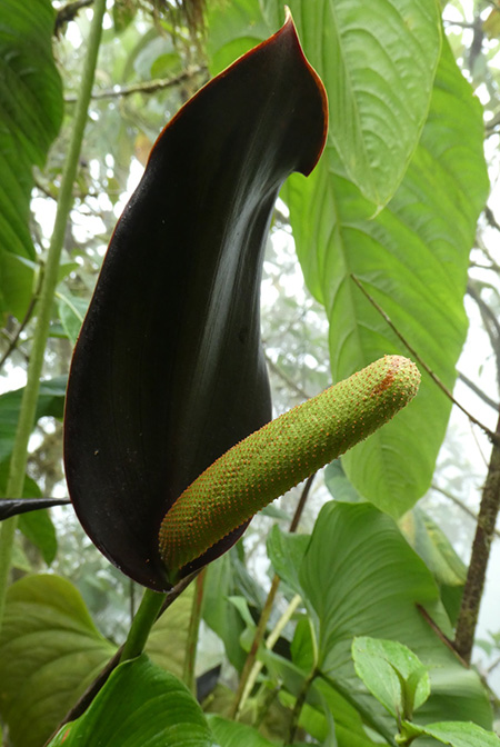 Anthurium atramentarium