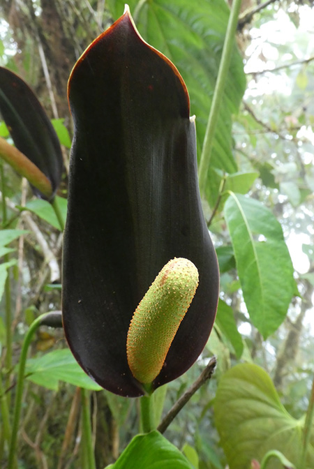 Anthurium atramentarium