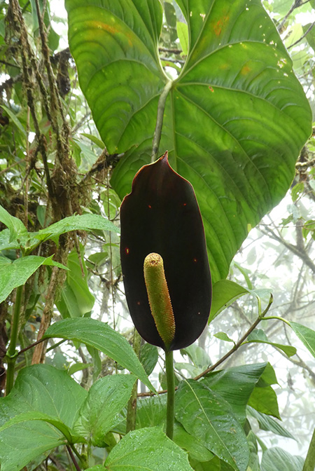Anthurium atramentarium