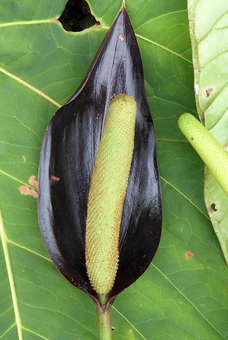 Anthurium atramentarium