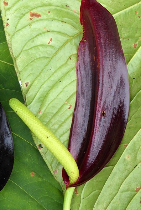 Anthurium atramentarium