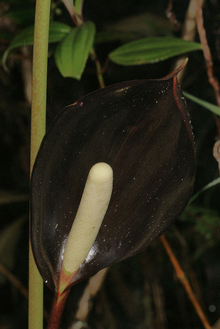 Anthurium atramentarium