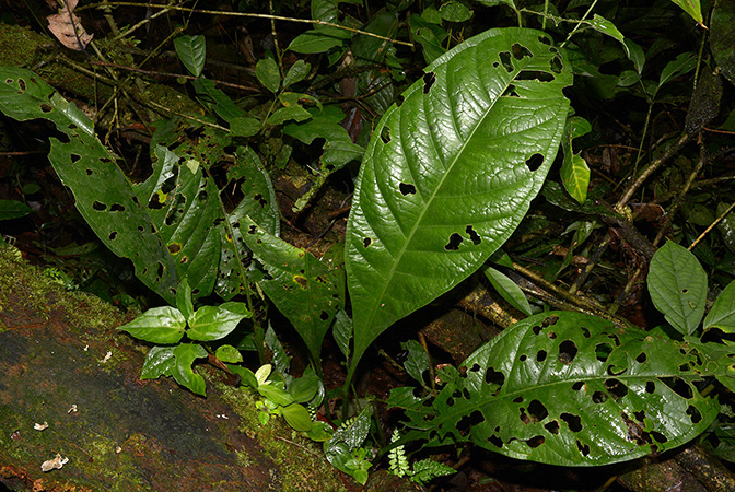 Anthurium atropurpureum