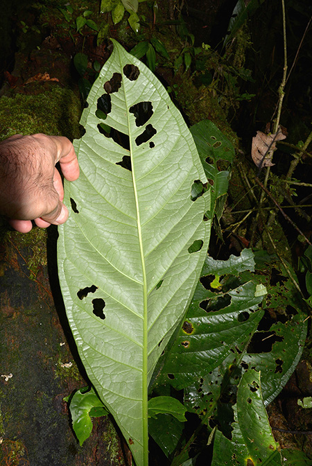 Anthurium atropurpureum