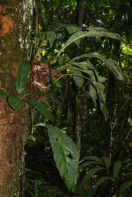 Anthurium atropurpureum