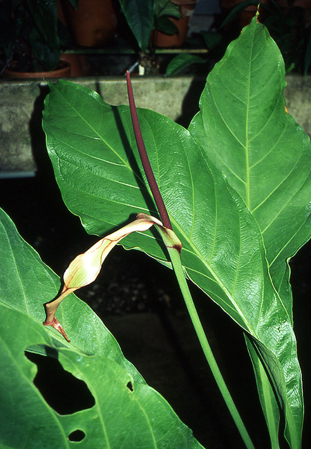 Anthurium atropurpureum