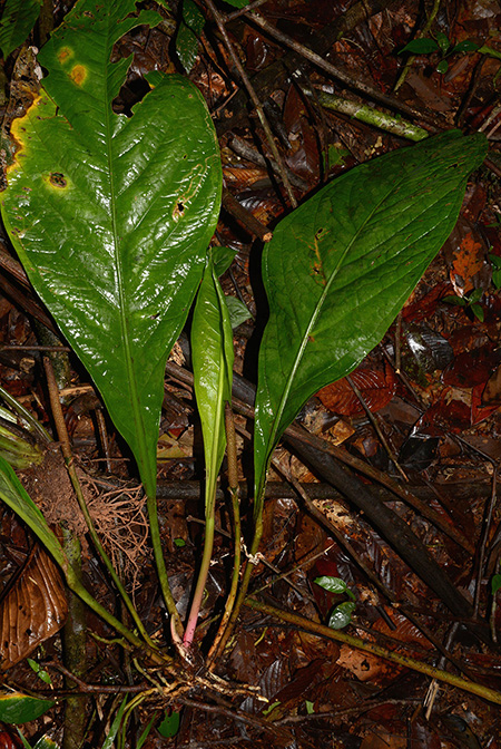 Anthurium atropurpureum