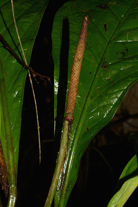 Anthurium atropurpureum