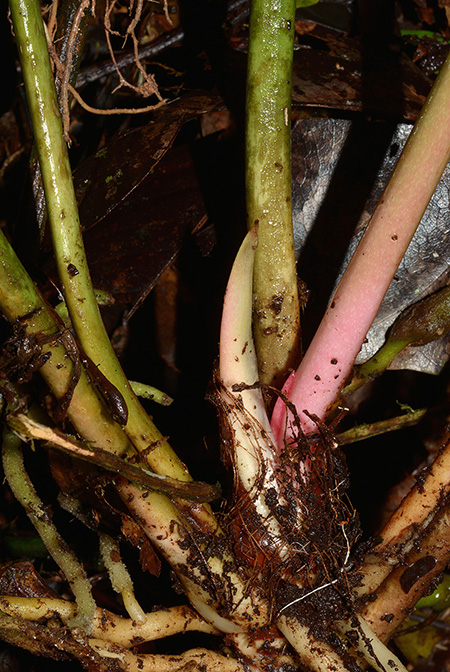 Anthurium atropurpureum