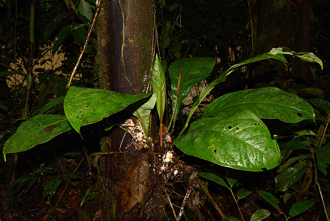 Anthurium atropurpureum