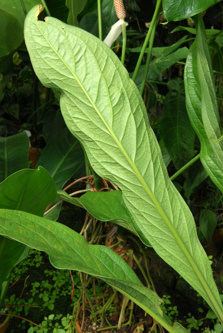 Anthurium atropurpureum