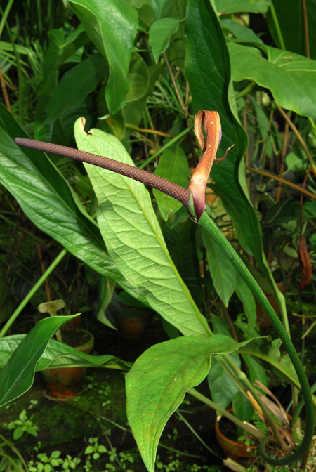 Anthurium atropurpureum