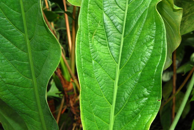 Anthurium atropurpureum