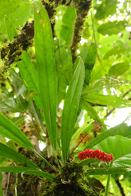 Anthurium bakeri