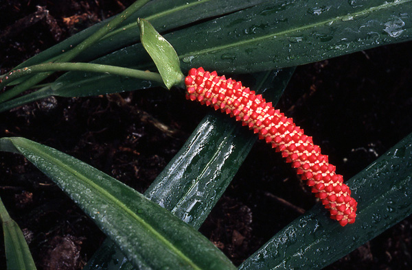 Anthurium bakeri