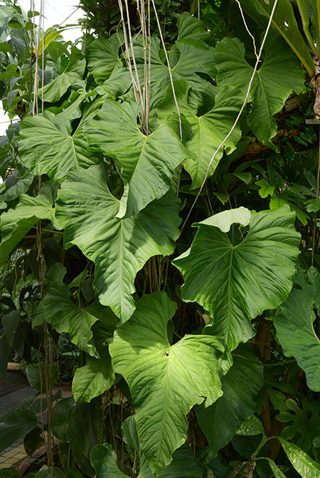 Anthurium balaoanum