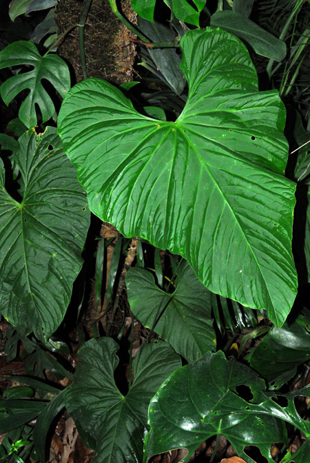 Anthurium balaoanum