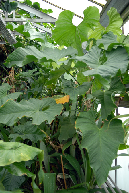 Anthurium balaoanum