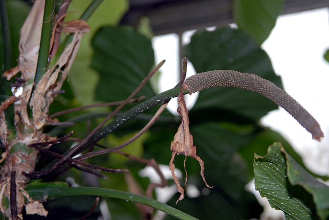 Anthurium balaoanum