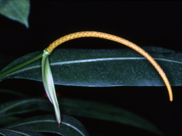 Anthurium barrieri