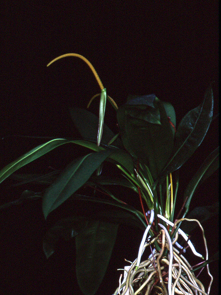 Anthurium barrieri