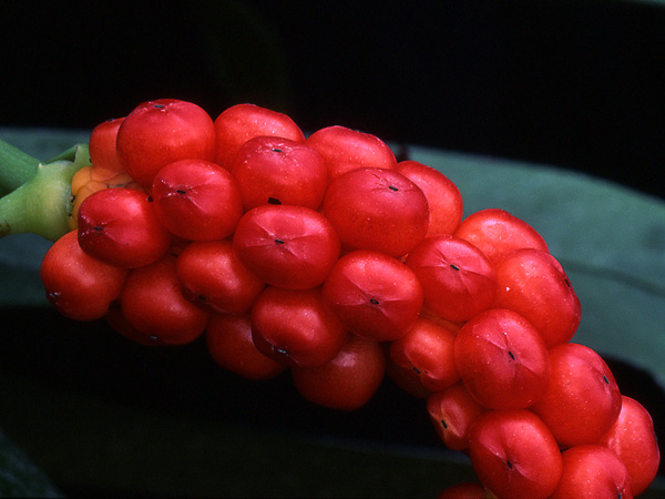Anthurium barrieri