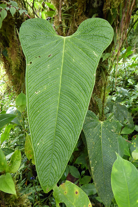 Anthurium bernalii