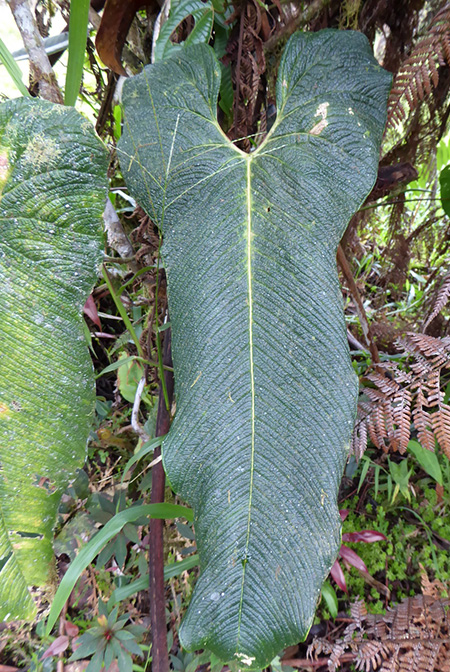 Anthurium bernalii