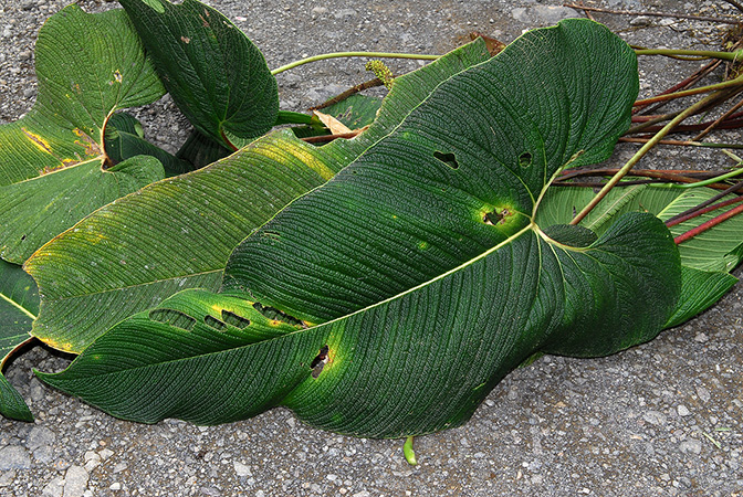 Anthurium bernalii