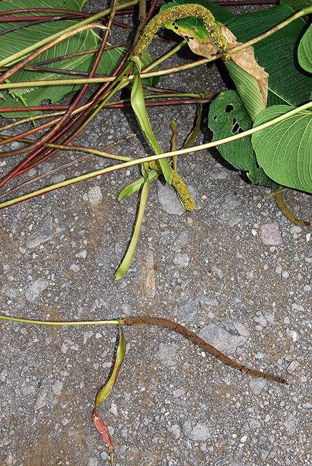 Anthurium bernalii