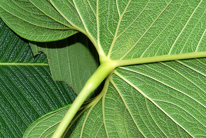 Anthurium bernalii