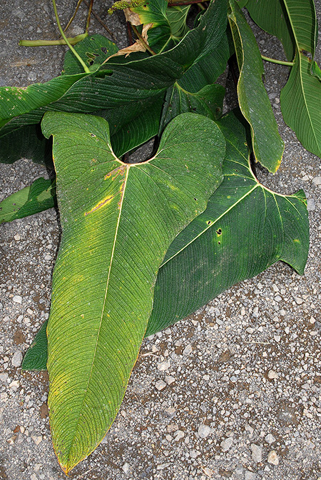Anthurium bernalii