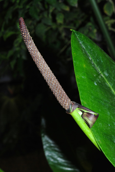 Anthurium binotii