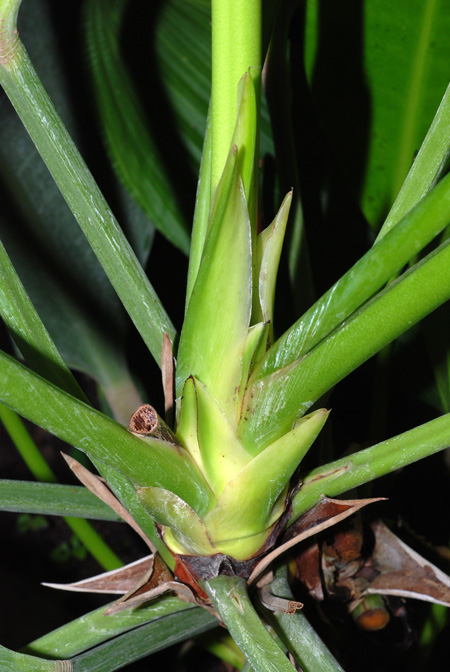 Anthurium binotii