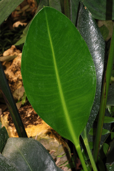 Anthurium binotii