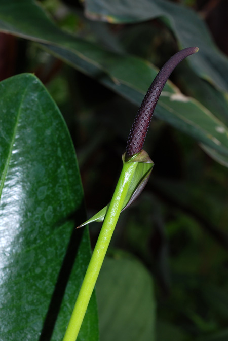 Anthurium binotii