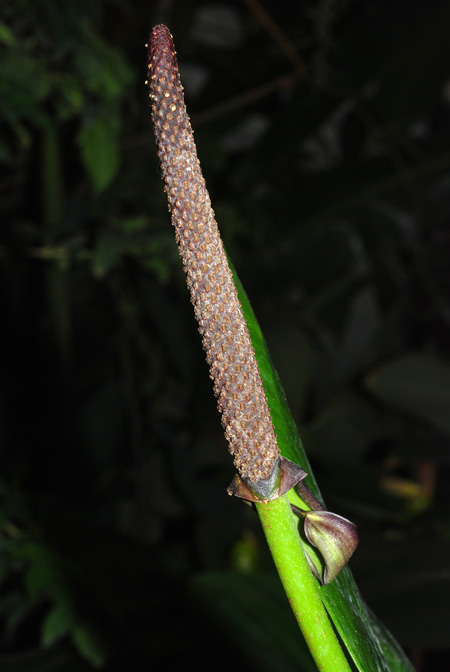 Anthurium binotii
