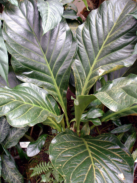 Anthurium bonplandii