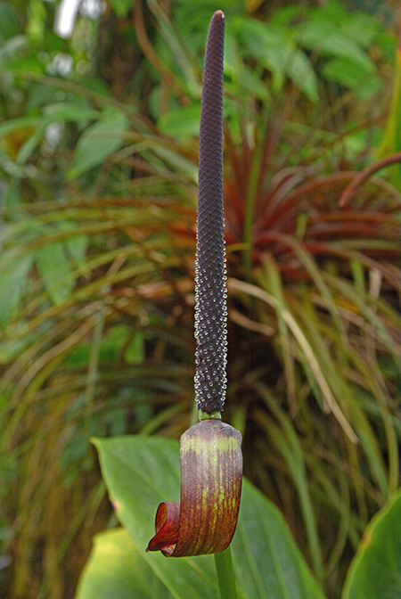 Anthurium bonplandii