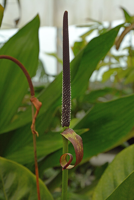 Anthurium bonplandii