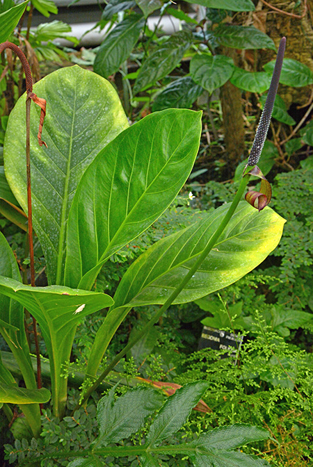 Anthurium bonplandii