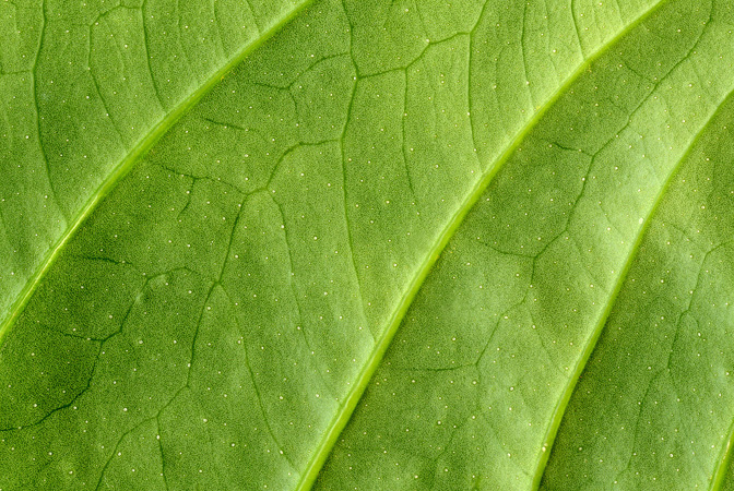Anthurium bonplandii