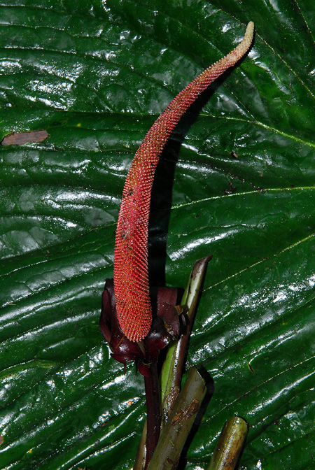 Anthurium boosianum